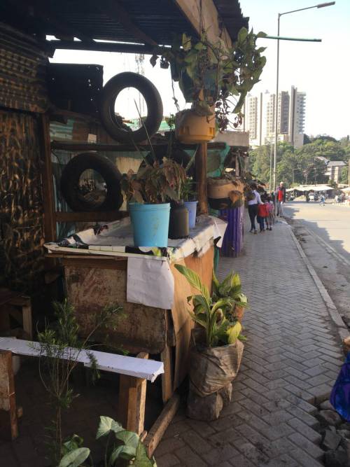 Terminus Cafe along the busy Muthaiga road is one of the planting sites. Plants are in visible places, arousing interest among passers-by who have requested availability to purchase plants. Mlango Kubwa, February 2024. Photo: Siiri Sandberg.