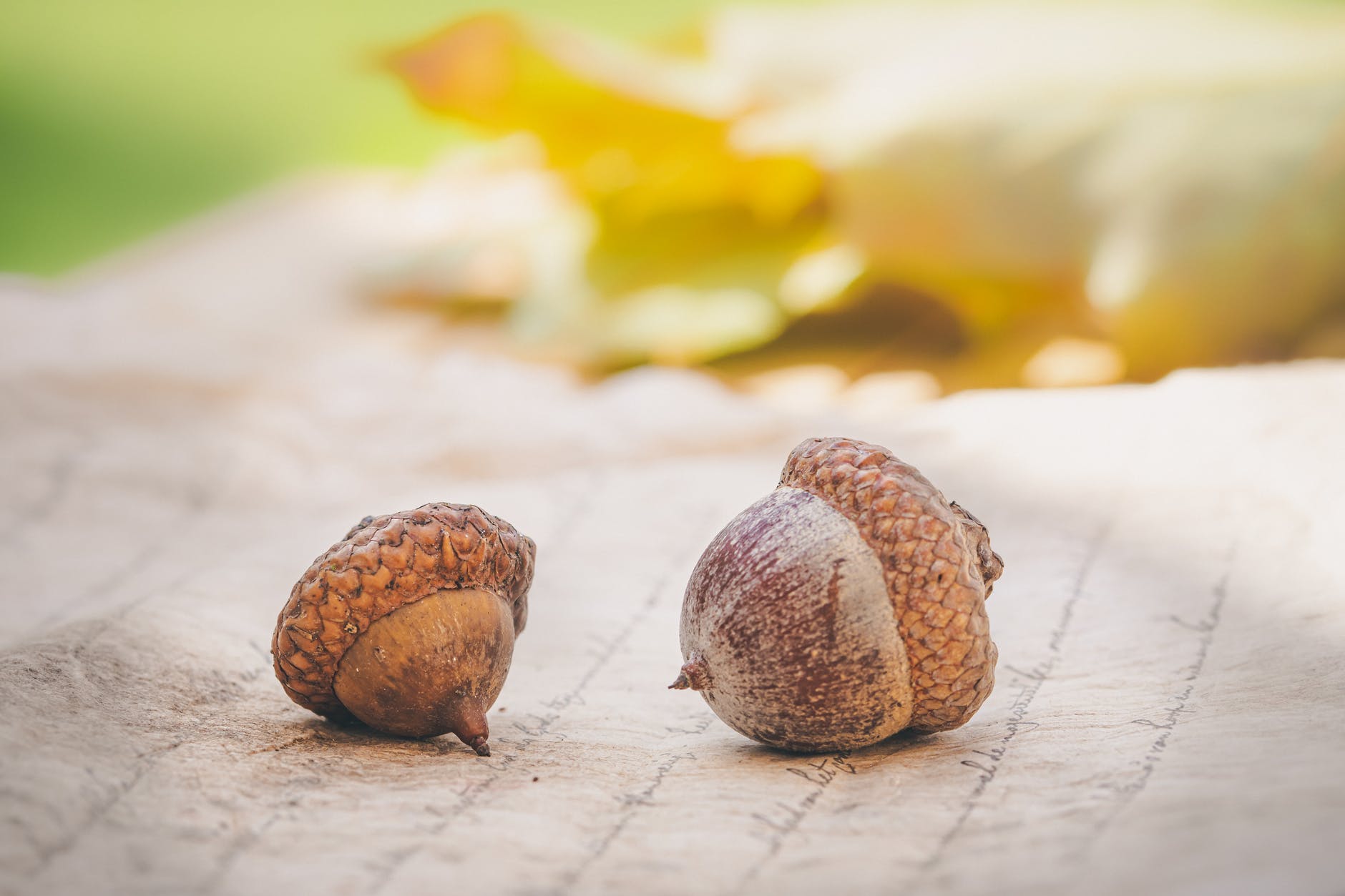 Close-up picture of two small acorns on a table