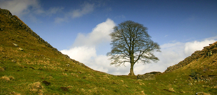 Sycamore tree at curve in hill with sky and clouds in the backdrop